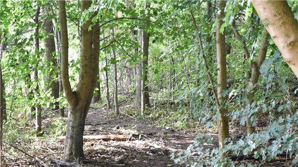 In diesem Grünbereich zwischen Geeste und Grimsbystraße wurde die tote Frau entdeckt.