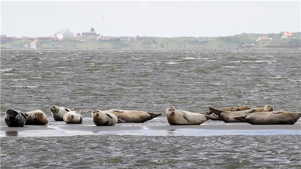 Ein gar nicht mehr seltener Anblick In diesem jahr wurden bei der Seehundzählung im niedersächsischen Wattenmeer erstmals mehr als 10.000 Sehunde gezählt.