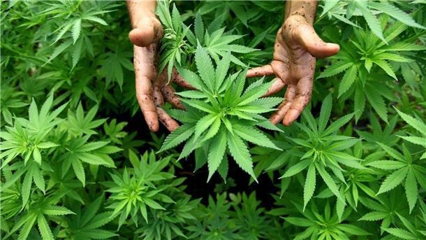 Cannabis-Plantage