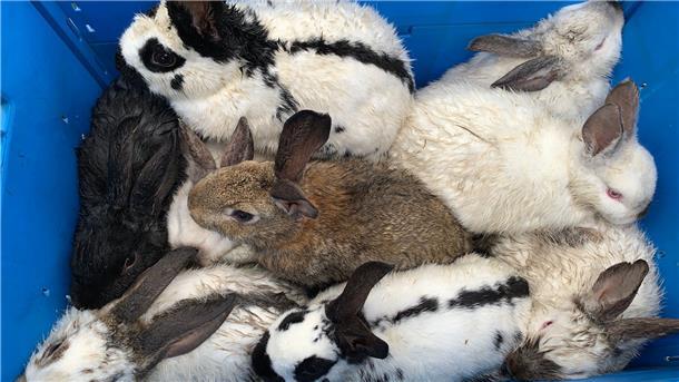 In einem Graben in Mulsum hat Lars Krüger diese neun jungen Hauskaninchen gefunden. Er hat sie eingesammelt und zum Tierheim nach Cuxhaven gebracht.