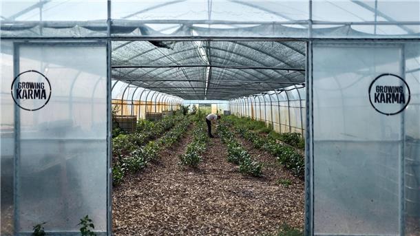 Der Matcha-Boom: Vorreiterin setzt auf deutschen Teeanbau In Folientunneln können die Pflanzen geschützt wachsen.