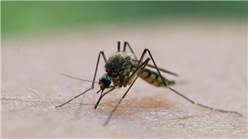 In Griechenland breitet sich das West-Nil-Virus aus. 