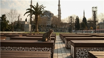 In Istanbul leben viele Straßenkatzen.