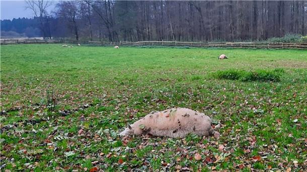 In Kirchwistedt hat ein Wolf alle sieben Schafe getötet, die auf dieser Weide waren.