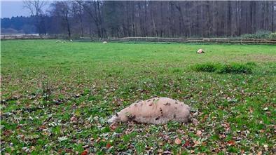 In Kirchwistedt hat ein Wolf alle sieben Schafe getötet, die auf dieser Weide waren.