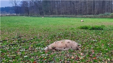 In Kirchwistedt hat ein Wolf alle sieben Schafe getötet, die auf dieser Weide waren.