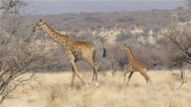 In Namibia ist dises Giraffenbaby (r) ohne Flecken in freier Wildbahn gesichtet worden.