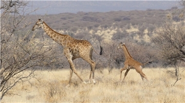 In Namibia ist dises Giraffenbaby (r) ohne Flecken in freier Wildbahn gesichtet worden.