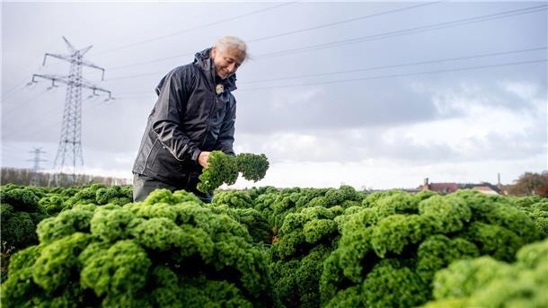 Grünkohlsaison in Niedersachsen gestartet - Preise steigen In Niedersachsen hat die Grünkohlernte begonnen.
