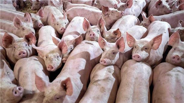 Schweinebestände in Niedersachsen zurückgegangen In Niedersachsen werden weniger Schweine gehalten.