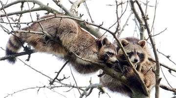 In Nordenham ist eine neue Tierart aufgetaucht. Im Seenpark IV bei Grebswarden ist ein Marderhund in die Falle gegangen.