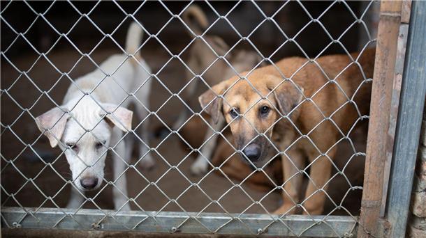 „Welpenmast“ in Vietnam: Wo Hunde durch die Hölle gehen In solchen Betonzwingern werden junge Hunde gehalten, bis sie für den Handel bereit sind.