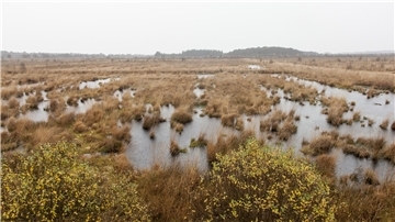 Das Ahlenmoor