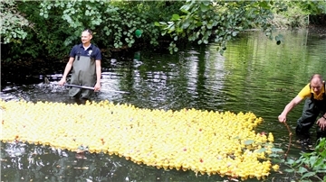 Zwei Männer stehen in Wathosen in einem Bach und halten 2000 Plastikenten auf Kurs.