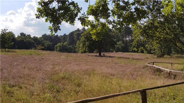 NABU-Leiterin Inger Norrenbrock führt durch die Vareler Heide Inger Norrenbrock zeigt Familien Besonderheiten des Lebensraums Heide.