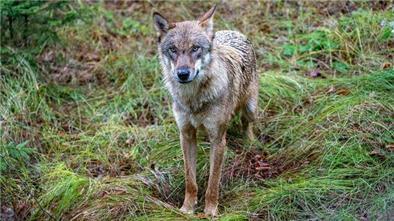 Wolf im Cuxland darf abgeschossen werden Ein Wolf