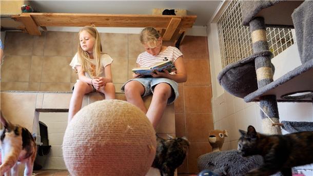Ins Tierheim in Drakenburg kommen regelmäßig Kinder, um den Katzen vorzulesen. Das ist für die Tiere und die Kinder gut.