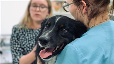 Insta-Tierärztin Linnea Schibalski untersucht Aussi Hündin Dinah. Tierarzthelferin Johanna Burwinkel assistiert.