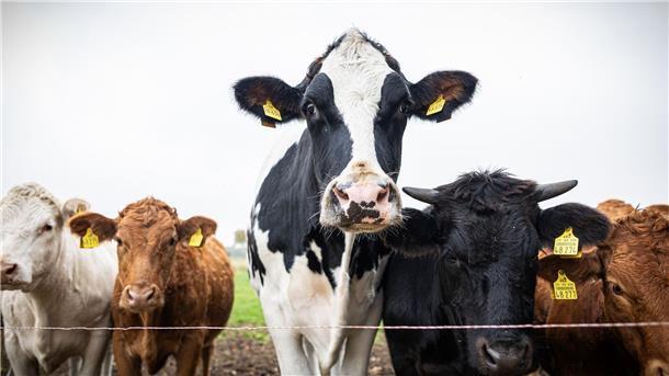 Inzwischen ist Ochse Hugo über zwei Meter groß und mehr als eine Tonne schwer - und bewacht eine Herde von Jungrindern.