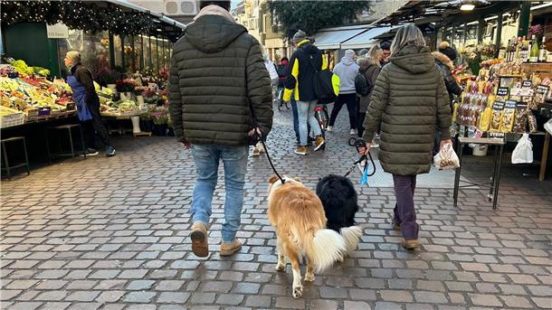Ist das Häufchen per DNA-Abgleich erstmal identifiziert, könnte das in Bozen für Hundebesitzer bald sehr teuer werden.