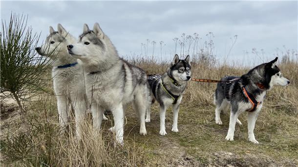 Jack, Lanok, Jeanie und Maya sind die vier Huskys der Familie Pancescu.