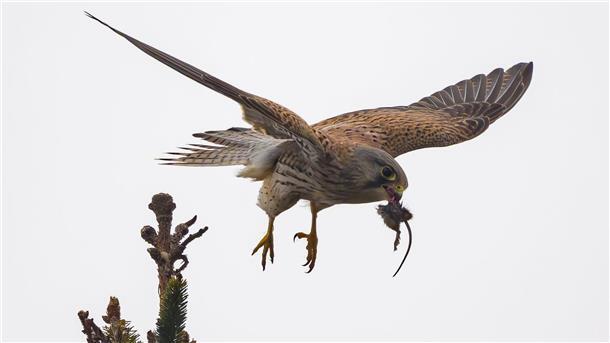 Bilder des Tages Jagderfolg - Turmfalke mit Maus in Sieversdorf