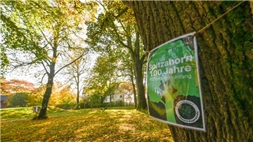 Jahrzehntealte Bäume an der Bogenstraße. 