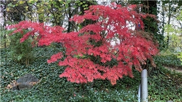  Japanischer Ahorn (Acer palmatum): Vom robusten Bergahorn bis zum kleinen Zierahorn im Kübel - die Vielfalt der Gattung Acer ist enorm. 