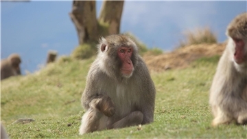 Japanmakaken (Macaca fuscata) im Highland Wildlife Park. Ein ausgebüxter Affe sorgt in den schottischen Highlands für Aufregung.