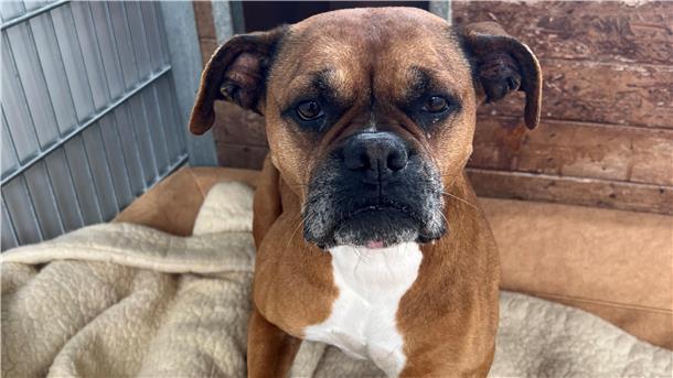 „Jayla" ist eine Boxer-Mix-Hündin.