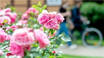 Jede Menge blühende Rosen sind immer dabei, wenn die Aktion Offene Gartenpforte startet. Diesen Sommer soll es wieder soweit sein.