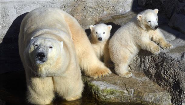 Jetzt kann man endlich mal die kleinen Eisbären sehen, die mittlerweile gar nicht mehr so klein sein dürften.