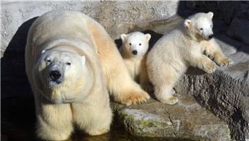 Jetzt kann man endlich mal die kleinen Eisbären sehen, die mittlerweile gar nicht mehr so klein sein dürften.