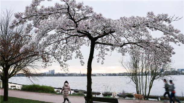 Sommerwetter folgt auf Regen und Gewitter Jogger und Spaziergänger sind am Morgen an der Alster unterwegs.
