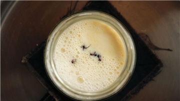 Joghurt-Rezept einmal anders: Man nehme vier Ameisen...
