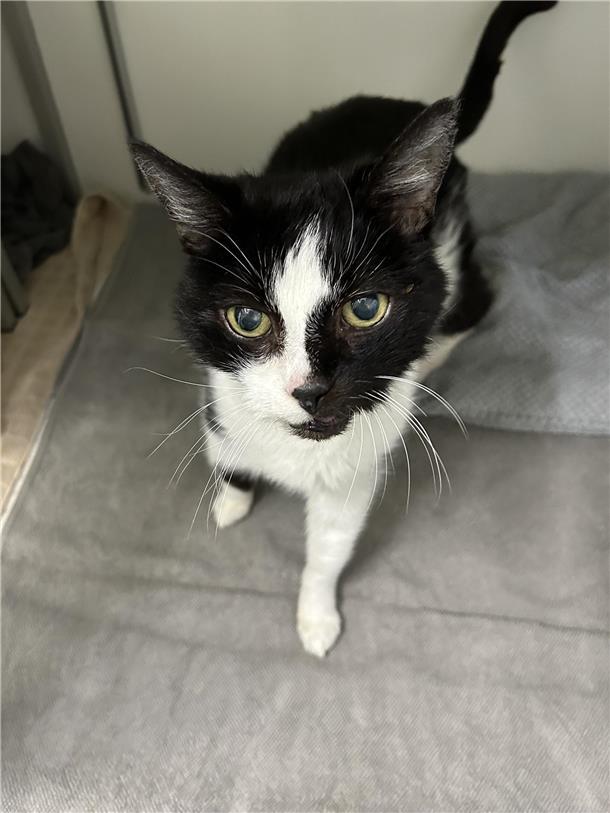Diabetiker Johnny ist ein verschmuster Kater Johnny ist ein freundlicher, kontaktfreudiger und verschmuster Kater.