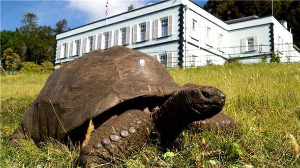 Älteste Schildkröte der Welt feiert 190. Geburtstag Jonathan im Garten der Gouverneurs-Residenz auf der Insel St. Helena.