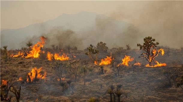 Joshua-Bäume brennen während des York-Feuers im Mojave National Preserve.