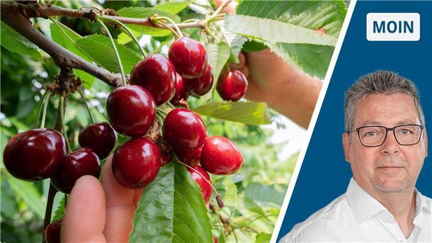 Kirsche mit kleiner Fleischeinlage – was dagegen helfen kann