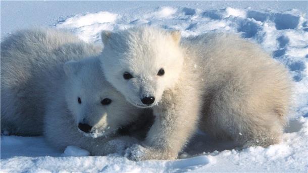Wie junge Eisbären ihre Geburtshöhlen verlassen Junge Eisbären in Spitzbergen verlassen um den 9. März herum erstmals ihre Geburtshöhlen.