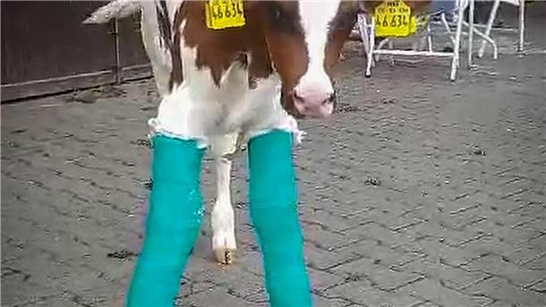 Ausgerechnet ein Schlachter rettet ein Kälbchen vor dem Tod Kälbchen Hugo mit eingegipsten Beinen.