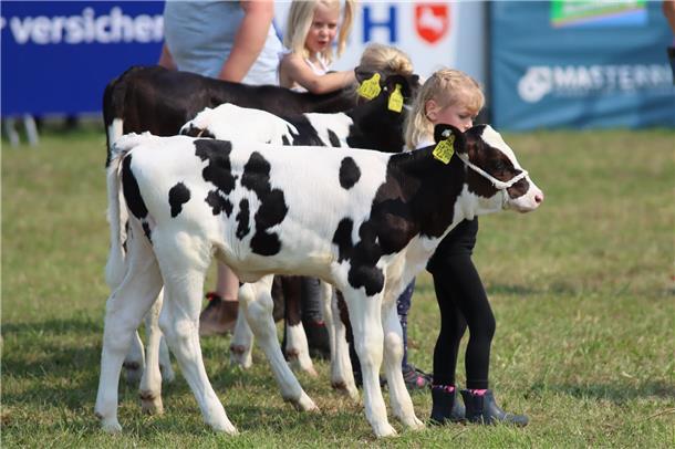 Kälber und Kinder: Im Landwirtschaftring präsentieren schon die Jüngsten ihre Ti...