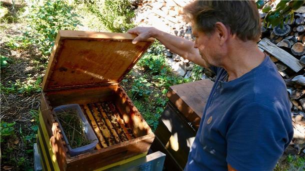 Nicht nur an Honig denken: Kritik am privaten Bienen-Boom Käpnick schaut regelmäßig, ob es seinen Bienen gut geht. (Archivbild)