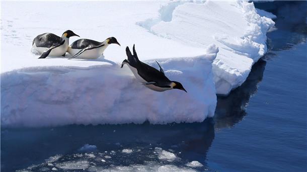 Kaiserpinguin-Eltern wechseln sich ab.