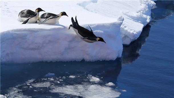 Forscher: Antarktis vor einem Kipppunkt – Pinguine bedroht Kaiserpinguine brauchen stabiles Meereis für ihre Brut - aber wegen des Klimawandels bricht dieses immer früher weg. (Archivbild)