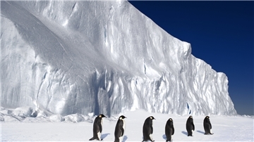 Kaiserpinguine gehen hintereinander am Kap Washington. Die Antarktis ist in Gefahr, und mit ihr die gesamte Erde. Denn die Lebensräume des Planeten sind miteinander verbunden.