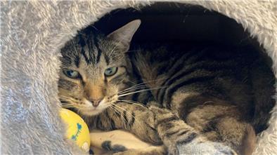 Kater Ben im Tierheim „Katzenparadies“ Neustrelitz.