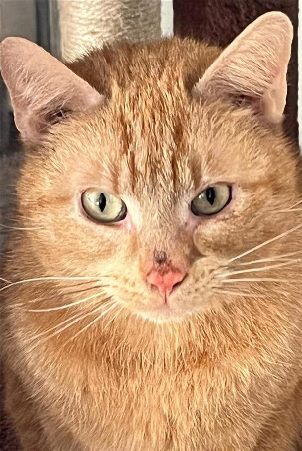 Kater Benni sucht ein kuschliges Zuhause.