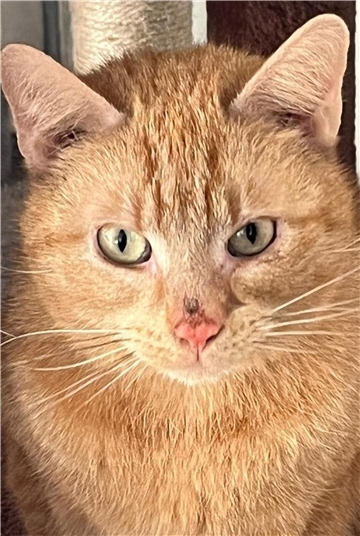 Kater Benni sucht ein kuschliges Zuhause.
