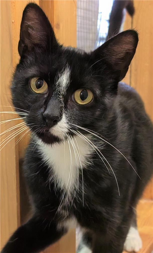 Kater Kalle im Tierasyl "Heimatlos" in Hagen-Wittstedt